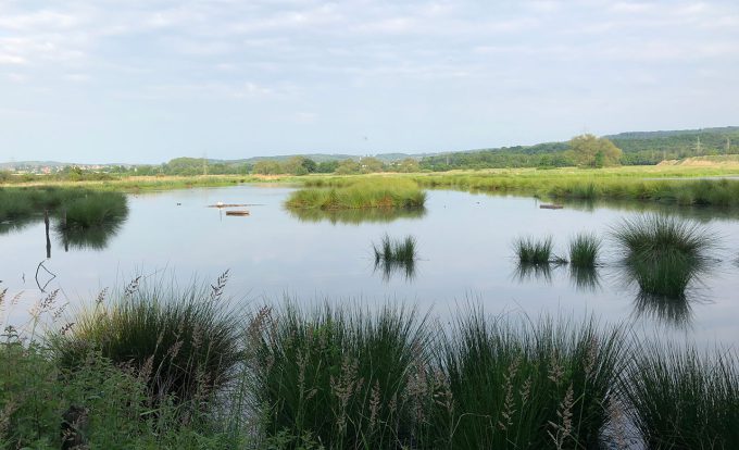 Aussicht von der Plattform aus in die  Feuchtwiesen