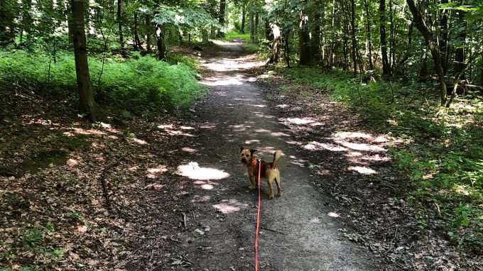 Weg Rundwanderweg A2 Sommerseite