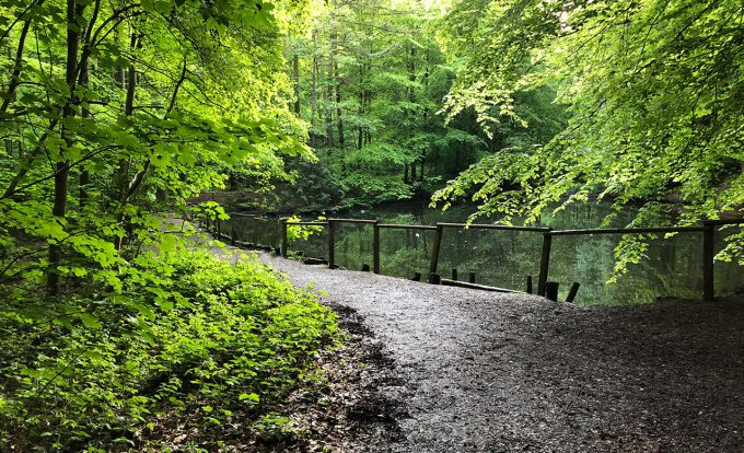 Teich Grüner See